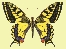 1 - entomologicalclub.org
